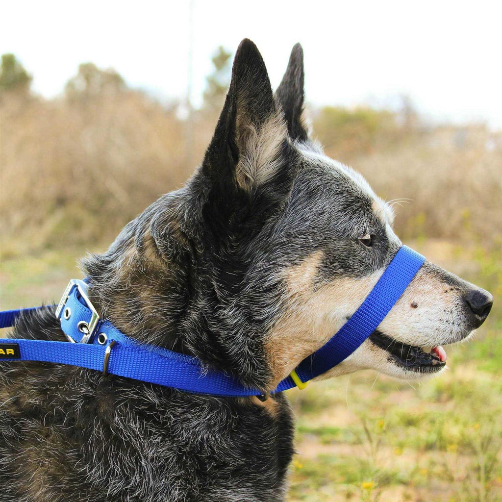 Canny Collar Size 3 Z280