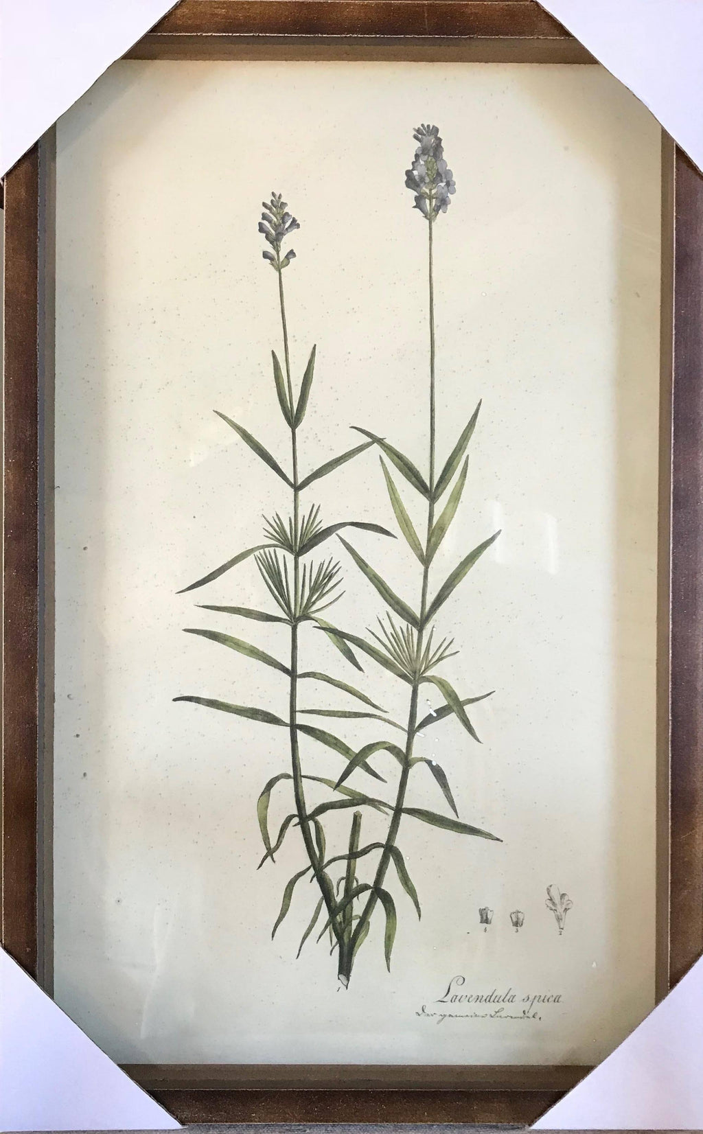 Set of 6 Botanical Prints O71174