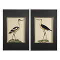 Coastal Bird Study Prints R676020