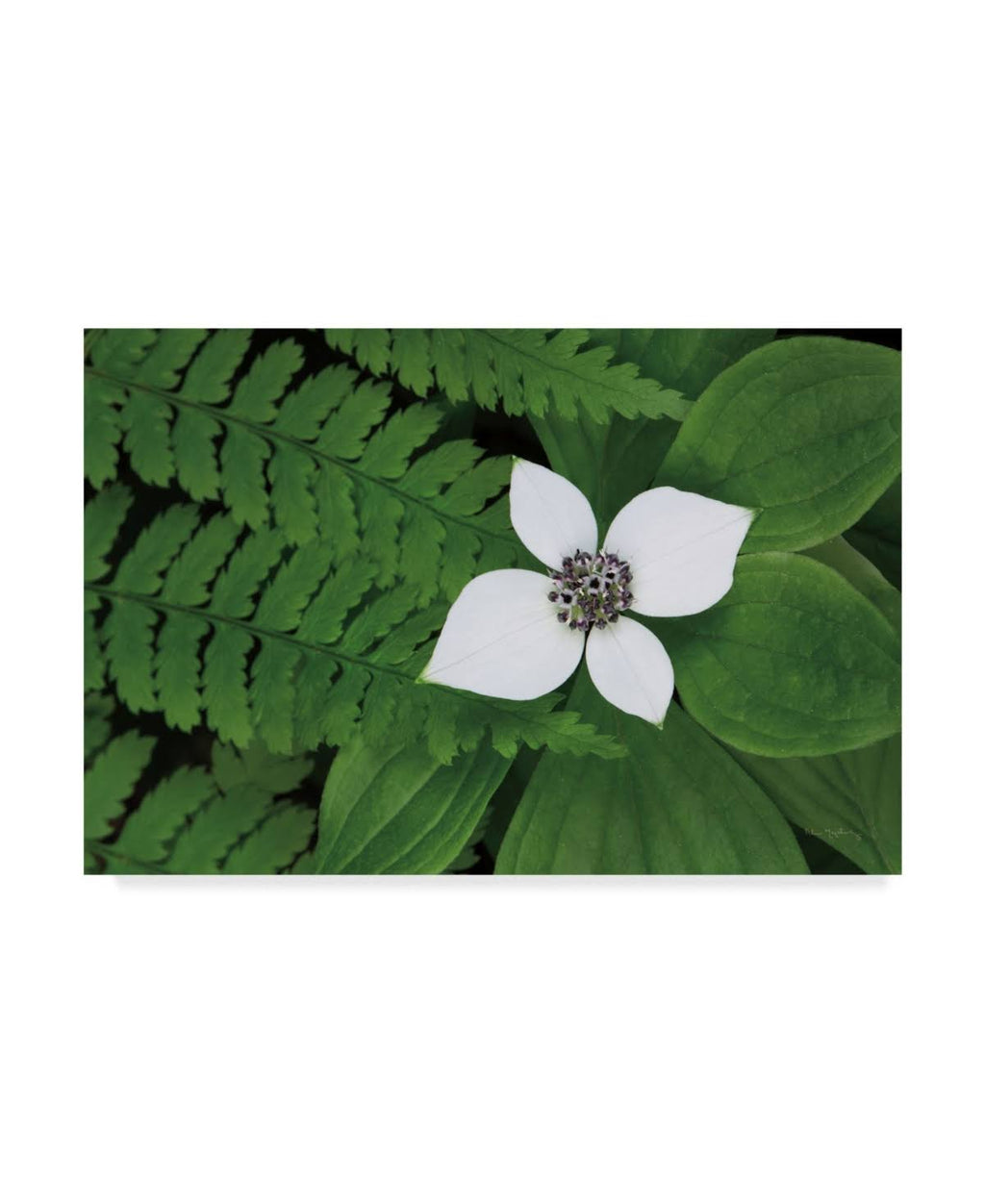 Canvas Art J814432