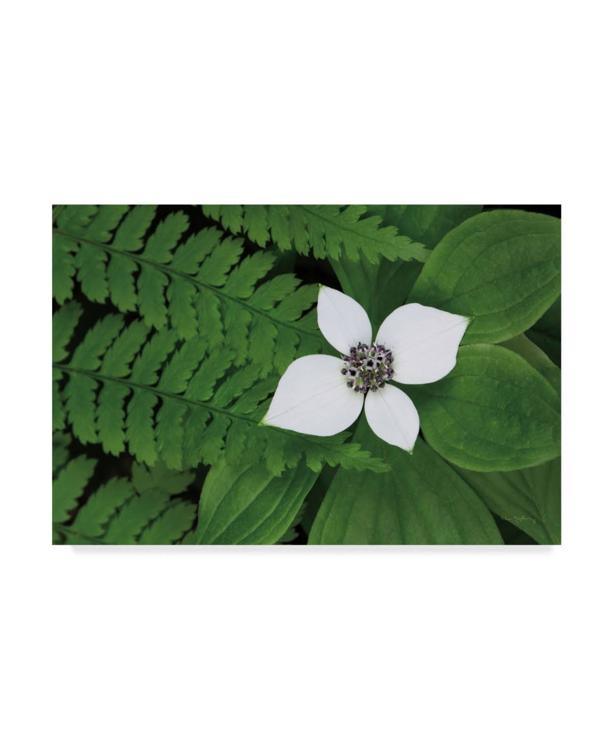 Canvas Art J814432