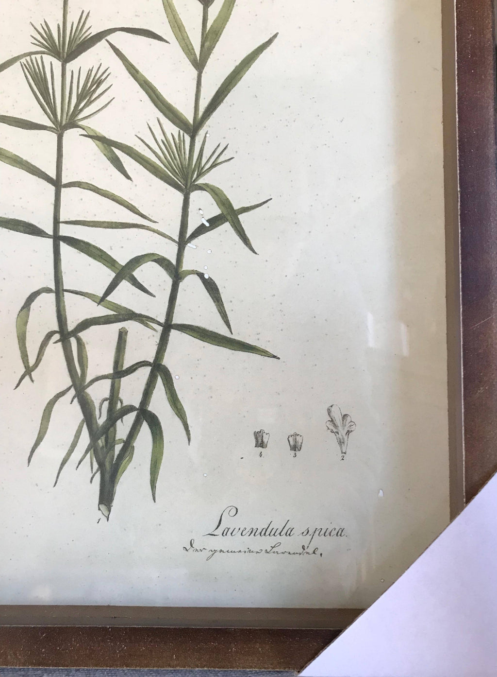 Set of 6 Botanical Prints O71174