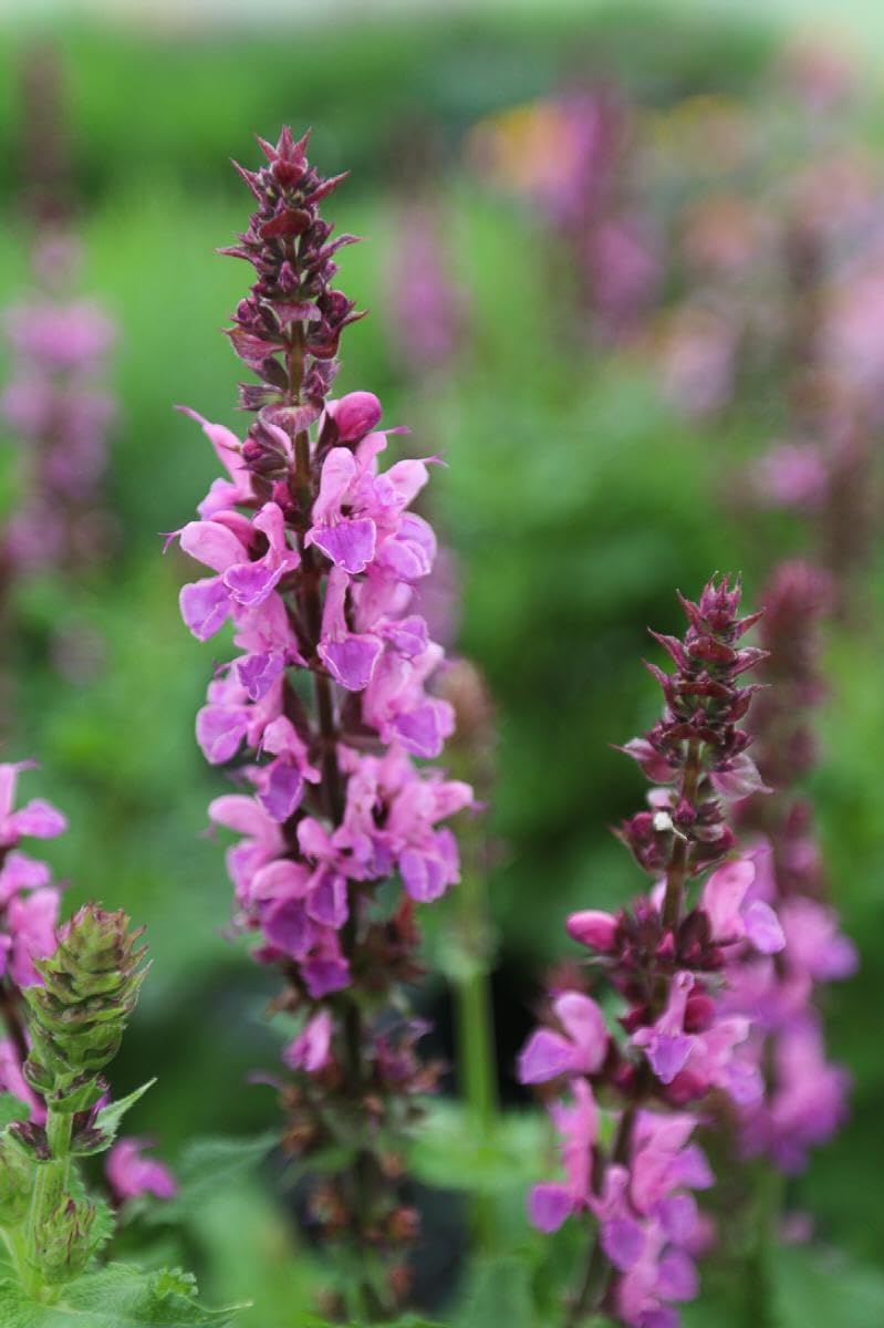 Perennial in a gallon pot R576