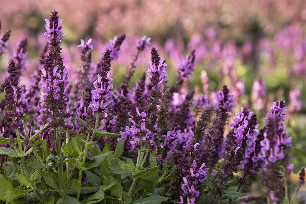 Perennial in a gallon pot R576
