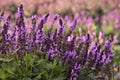 Perennial in a gallon pot R576